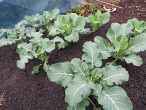 Compost WP Compost WP
